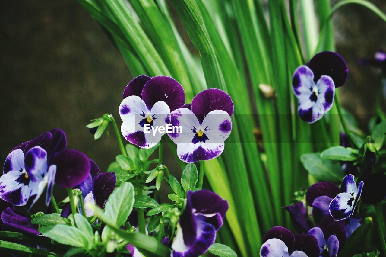 Close-up of pansy flowers