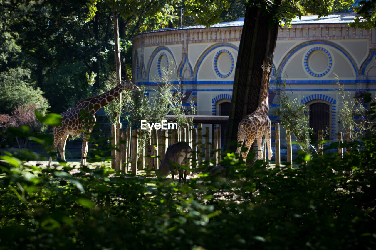 VIEW OF PLANTS IN GARDEN