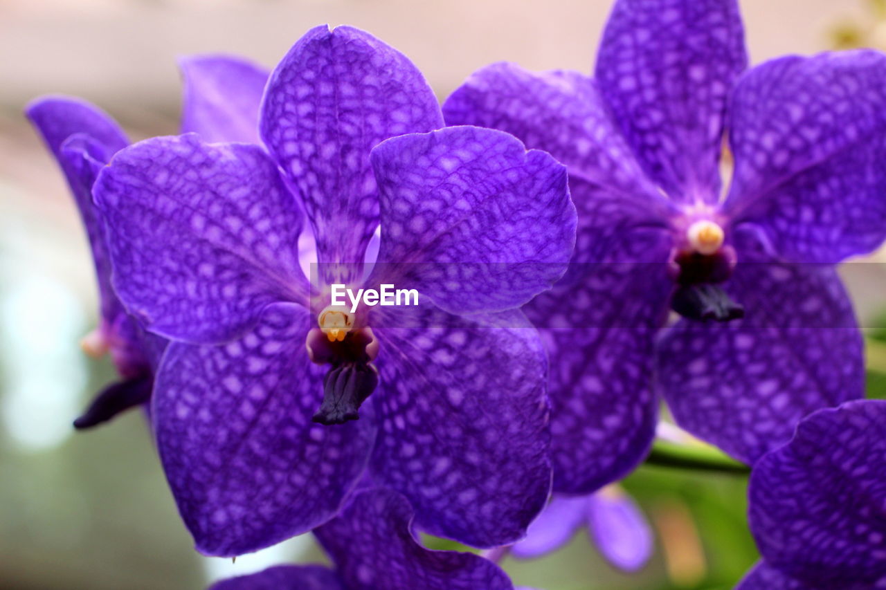 Close-up of purple flowering plant