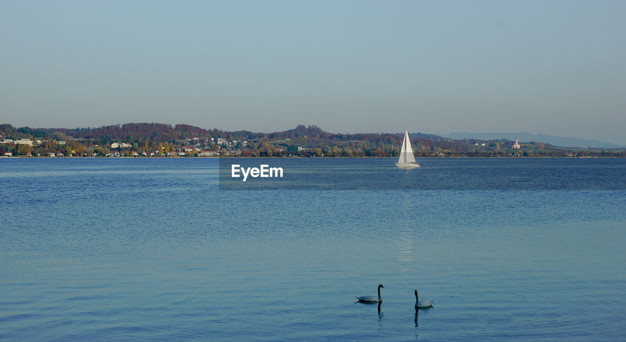 Swans swimming on sea against clear sky