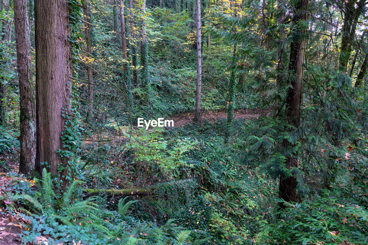 View of trees in forest