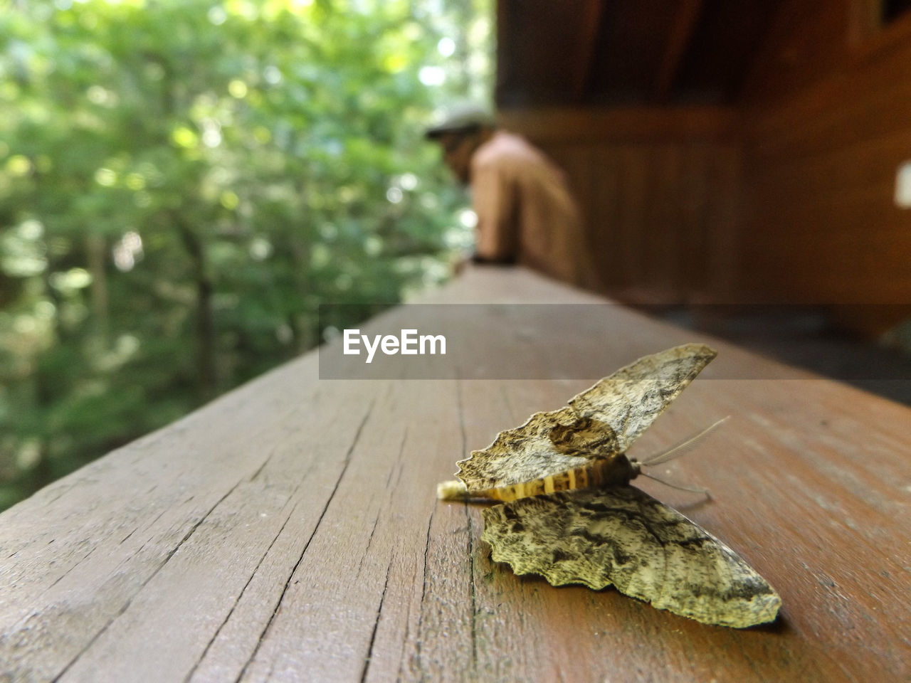 CLOSE-UP OF WOOD