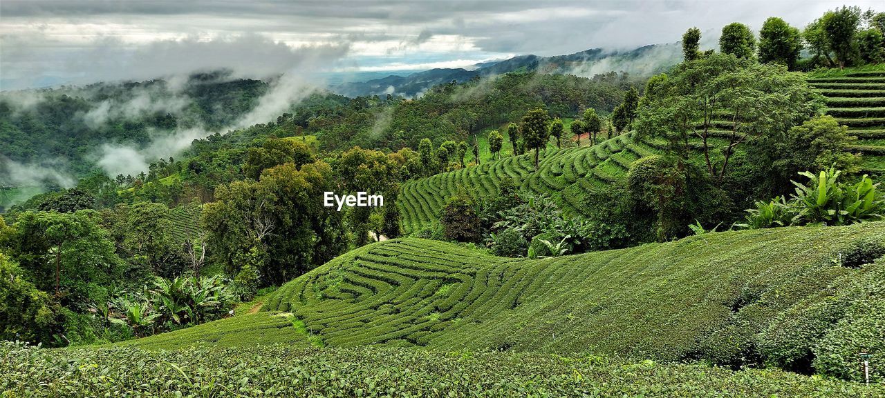 Breathtaking view of tea plantations
