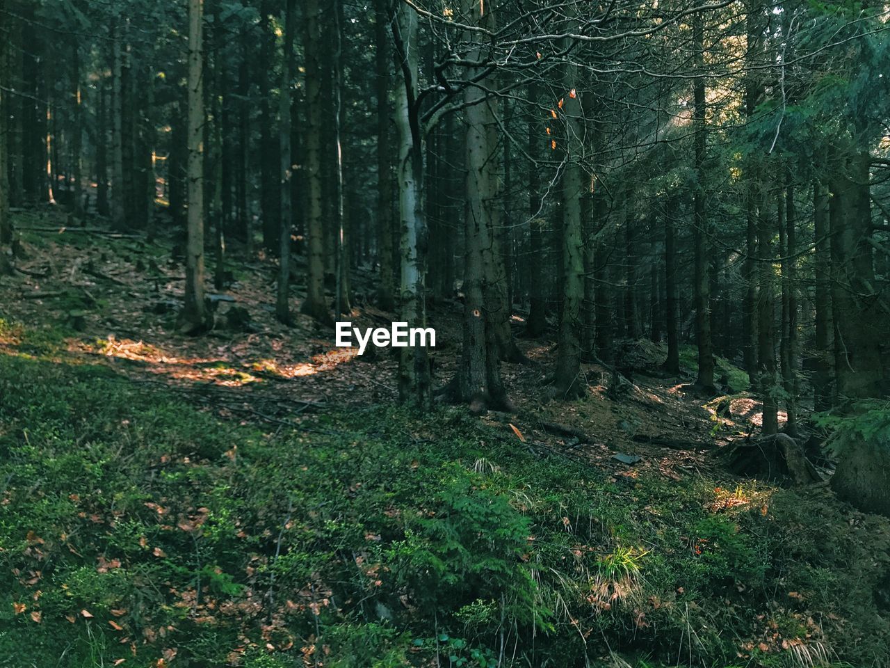 View of trees in forest