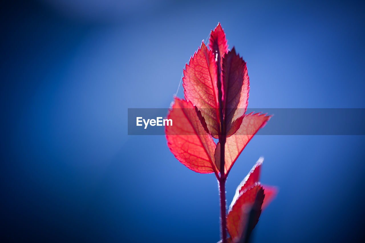 Close-up of red maple leaves against blue sky
