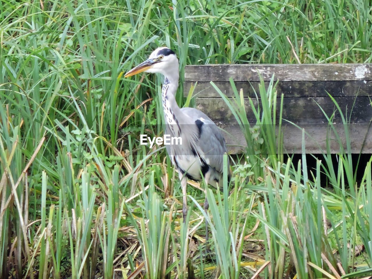 CLOSE-UP OF BIRD PERCHING ON GRASS