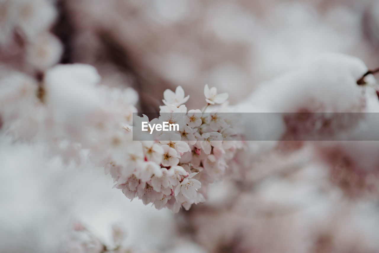 Close-up of cherry blossom