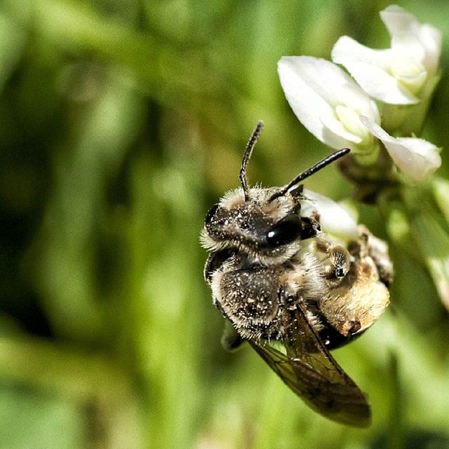 CLOSE-UP OF INSECT ON WHITE FLOWER