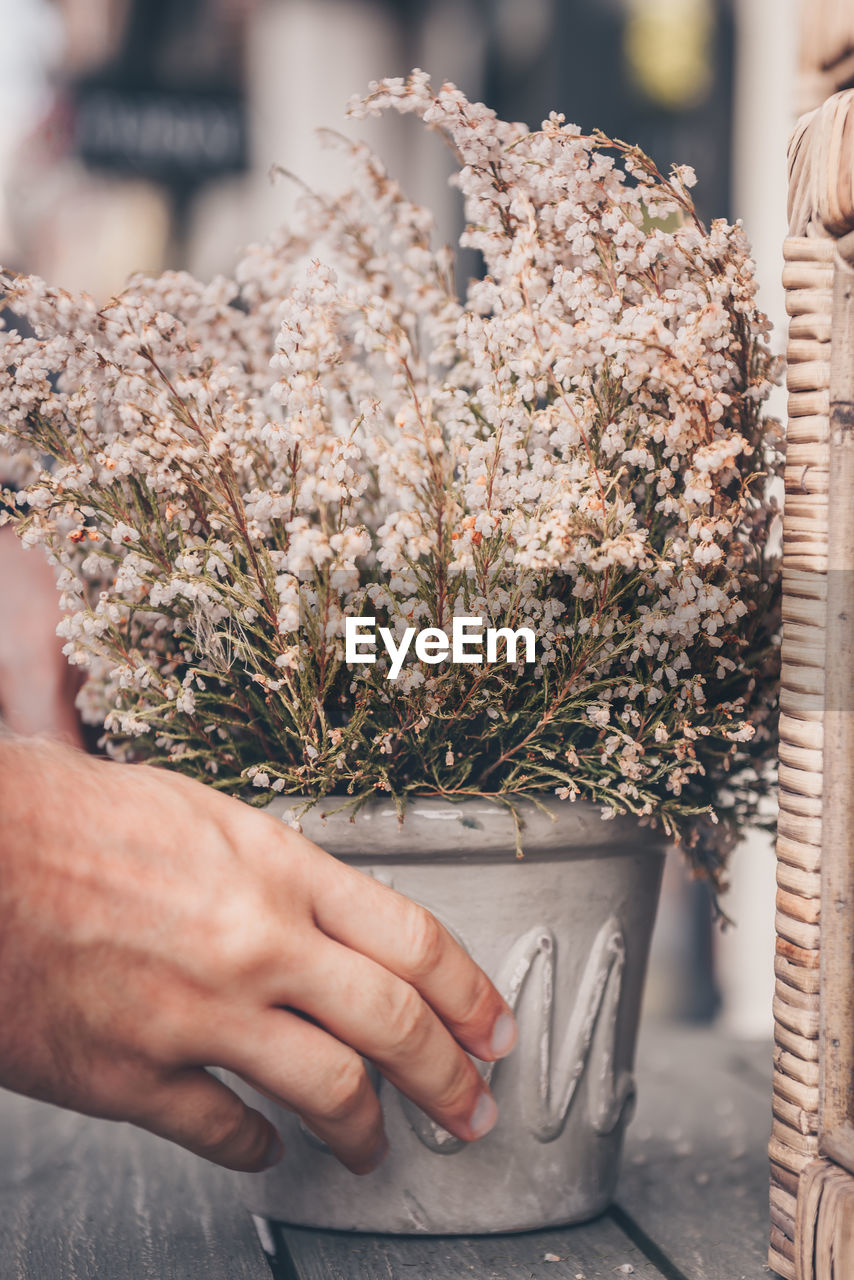 Close-up of hand touching flowering plant