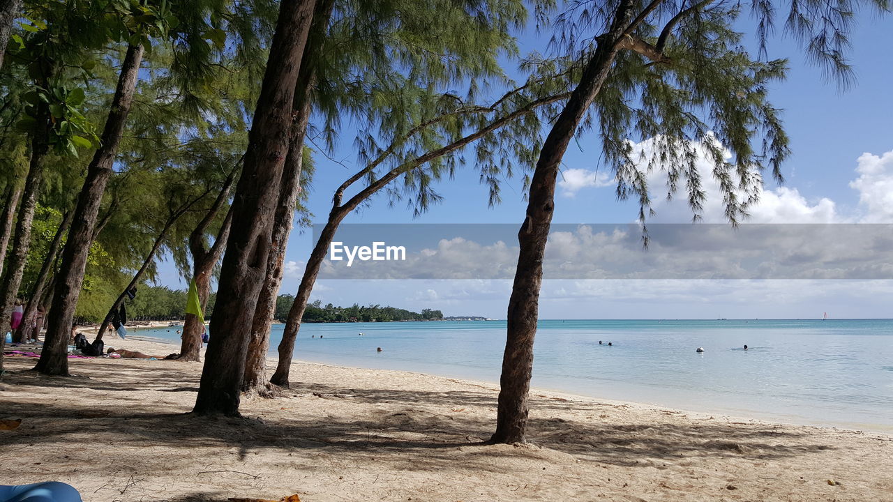 TREES AT BEACH AGAINST SKY