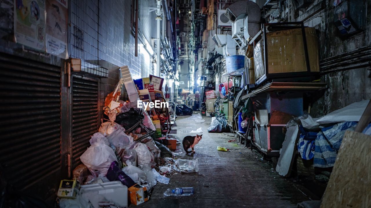 Stray cat amidst garbage heaps in alley at night