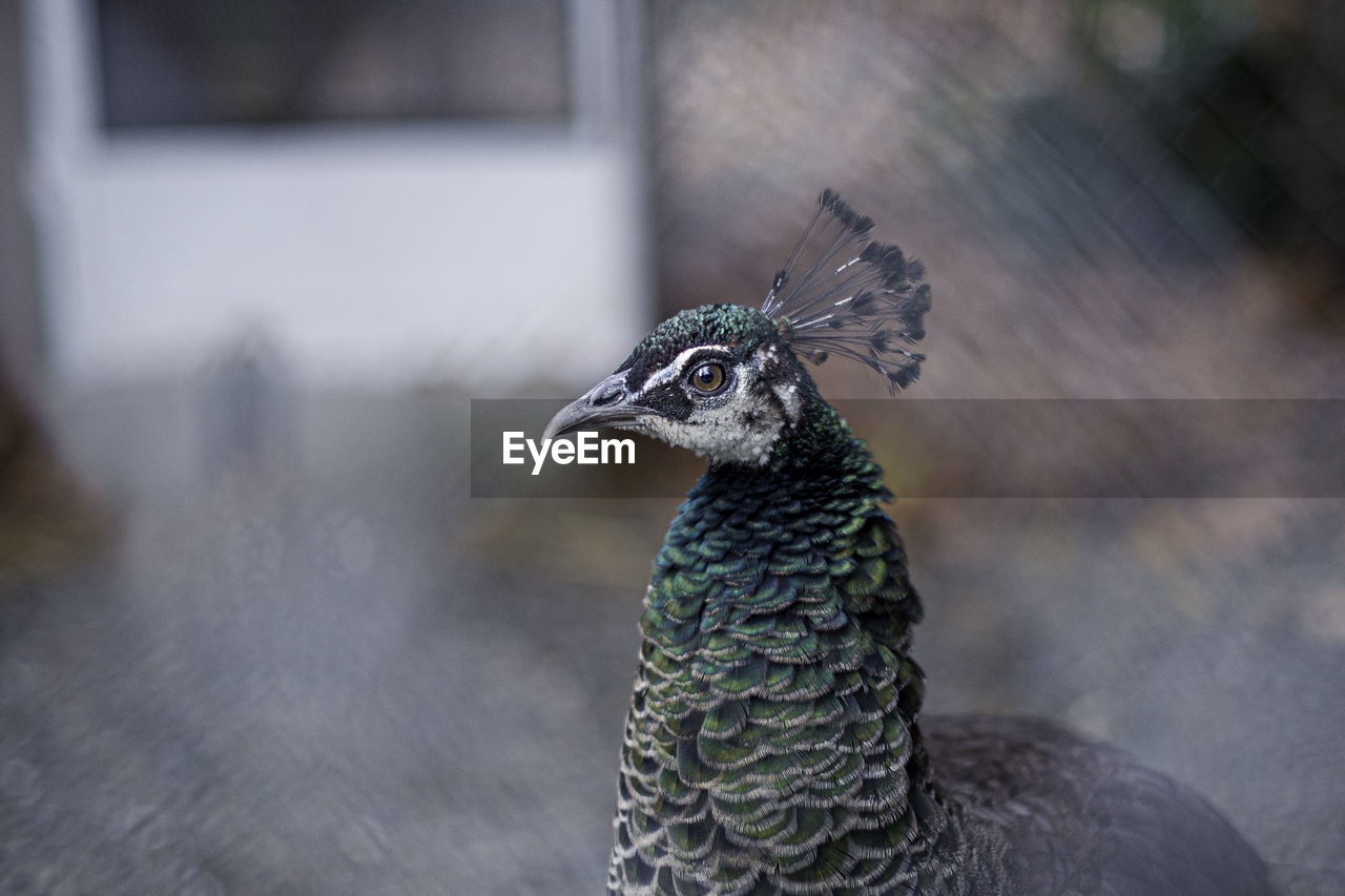 CLOSE-UP OF A PARROT