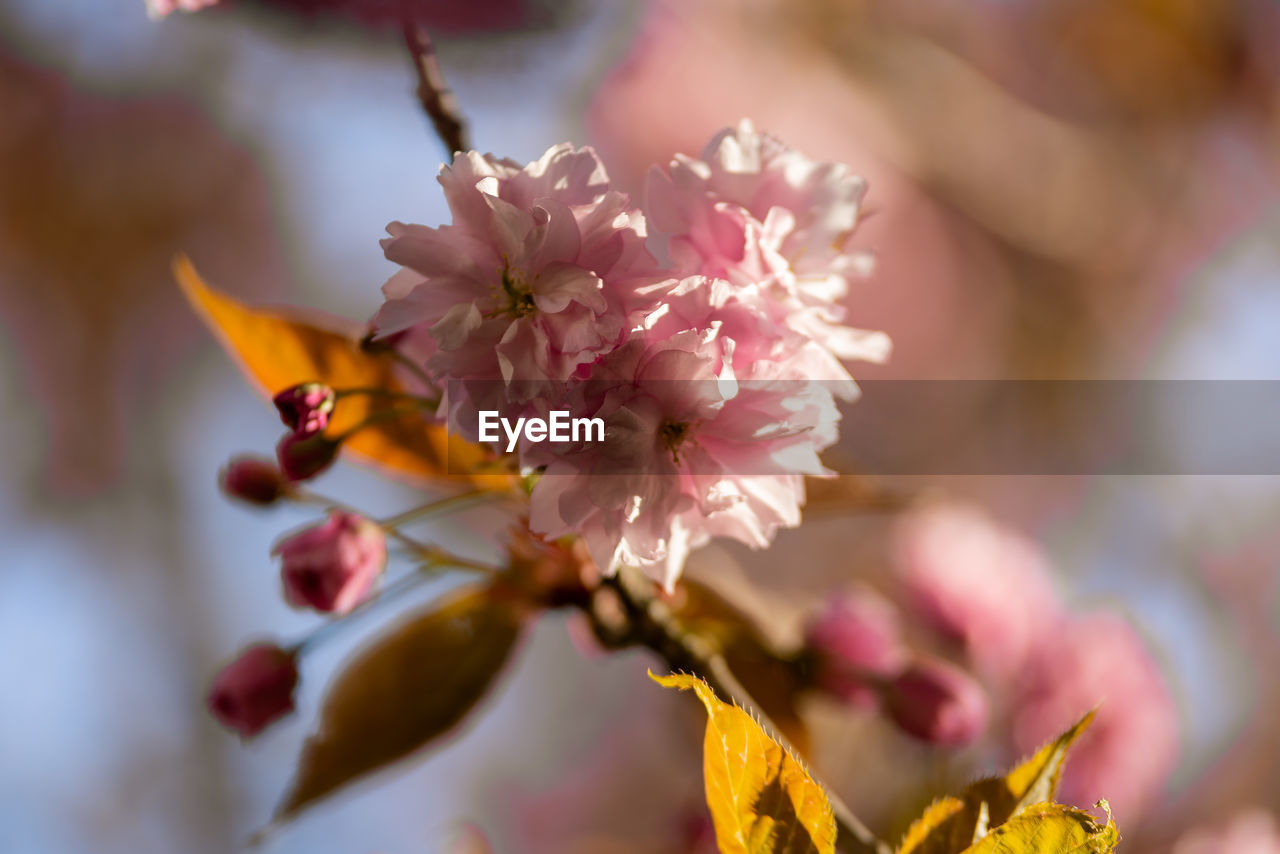 CLOSE-UP OF PINK CHERRY BLOSSOM ON TREE