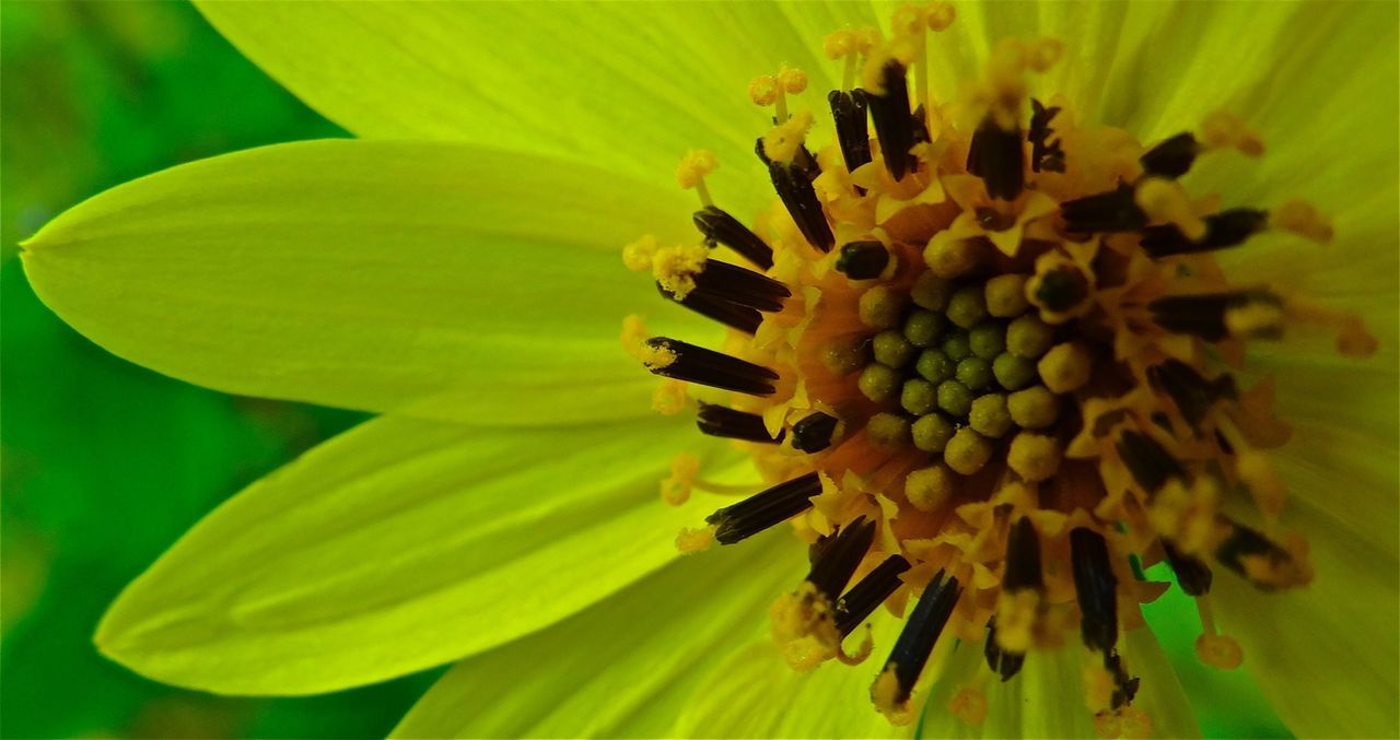 Extreme close up of yellow flower