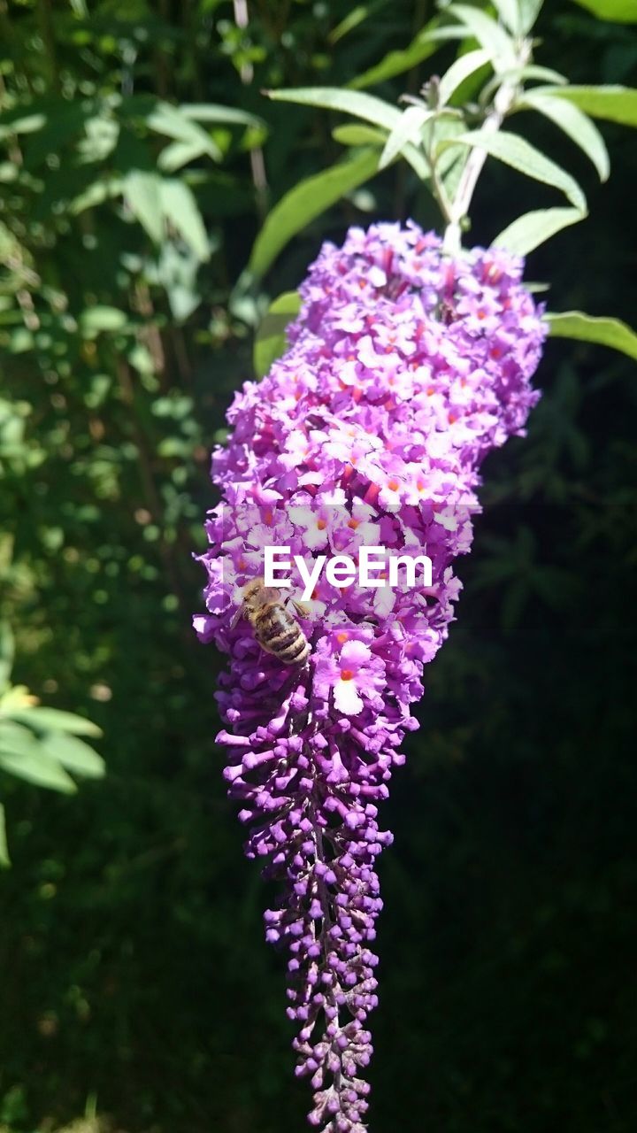 High angle view of bee on purple flowers