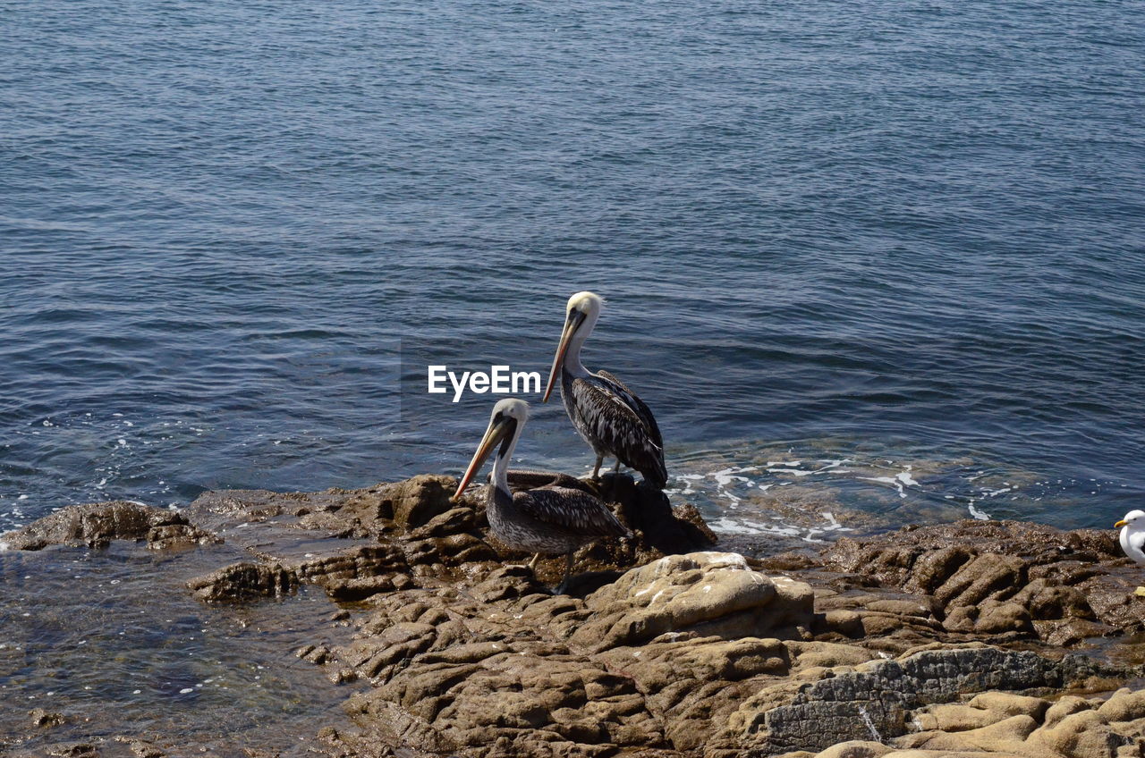 VIEW OF BIRDS ON ROCK AT BEACH