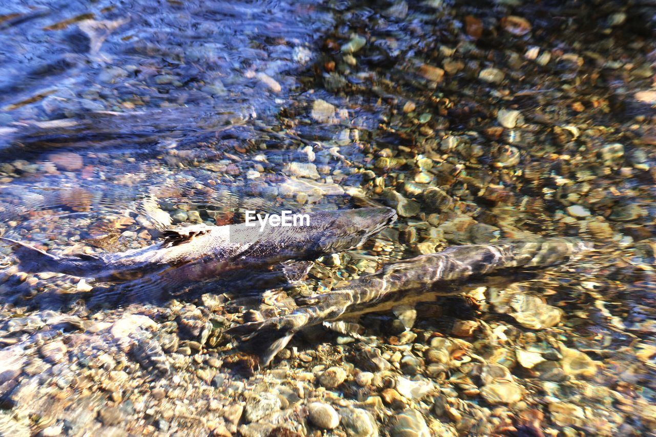 CLOSE-UP OF SNAKE IN WATER