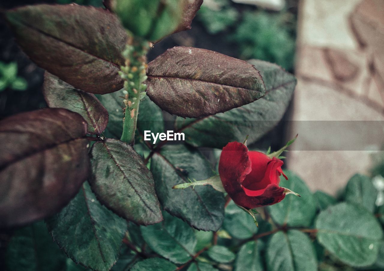 Close-up of red rose on leaves