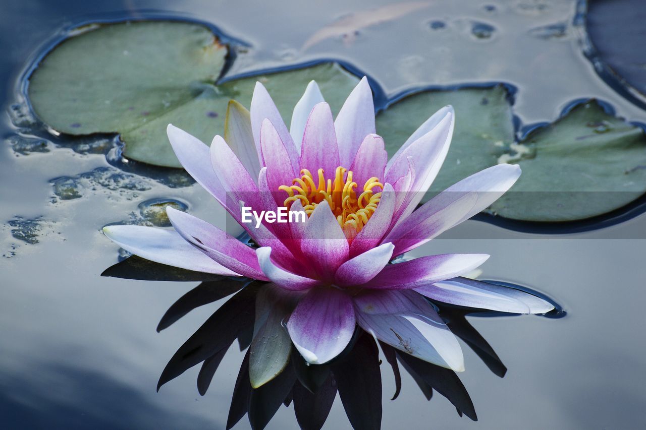 CLOSE-UP OF LOTUS WATER LILY IN POND