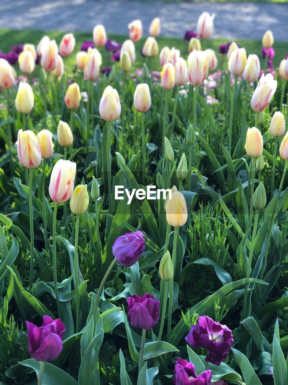 CLOSE-UP OF FRESH PURPLE FLOWERING PLANTS IN FIELD