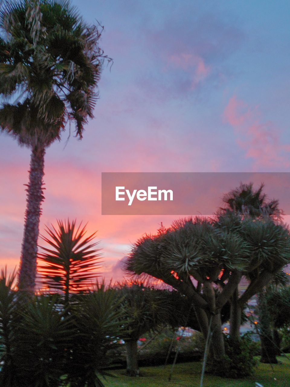 PALM TREES AT SUNSET