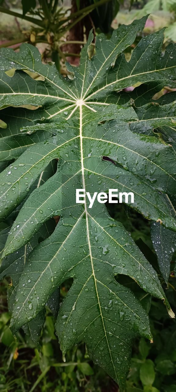 leaf, plant part, green, tree, plant, growth, nature, close-up, drop, beauty in nature, no people, wet, flower, leaf vein, water, day, outdoors, shrub, land, full frame, freshness, pattern, backgrounds, produce, environment, food and drink, botany, dew