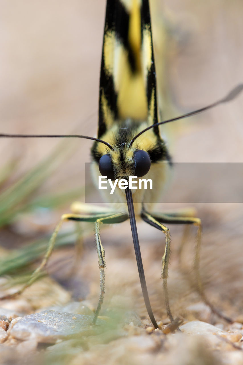 CLOSE-UP OF HOUSEFLY