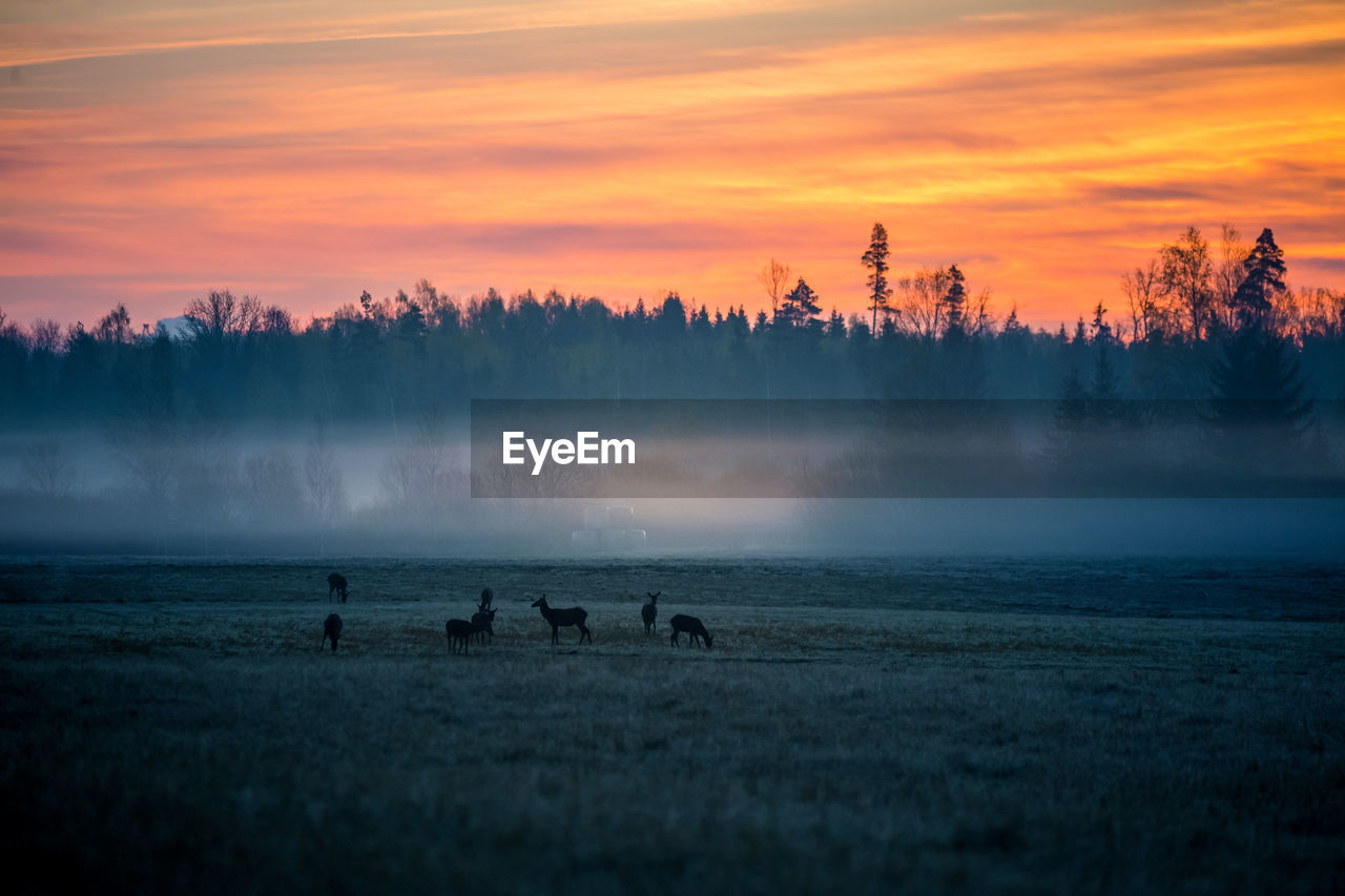 A beautiful misty morning with wild red deer herd grazing in the meadow. 