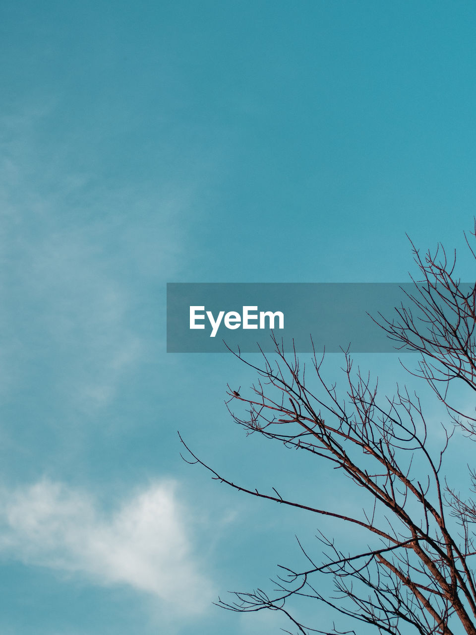 Low angle view of bare tree against blue sky