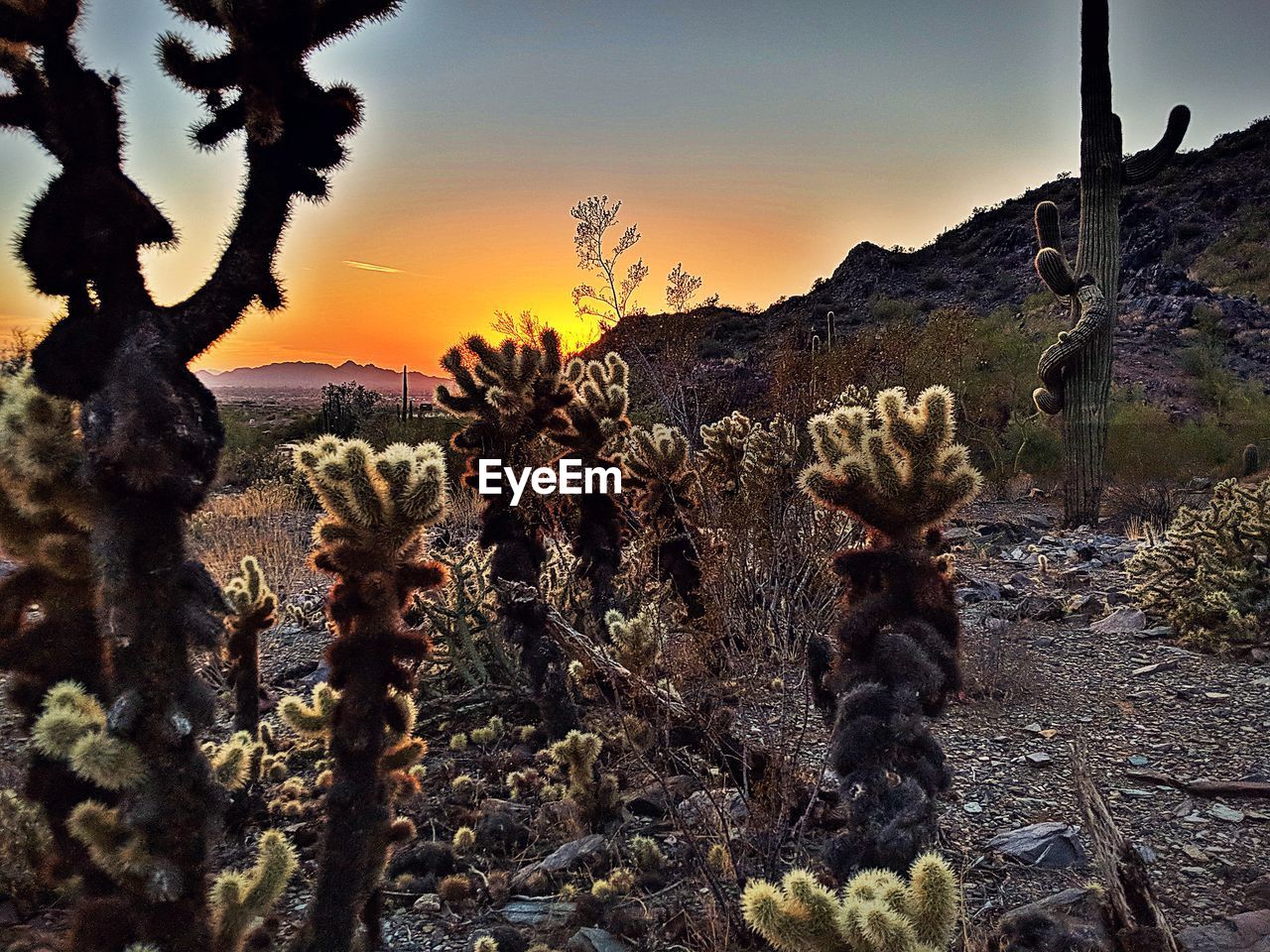 CACTUS GROWING ON FIELD DURING SUNSET