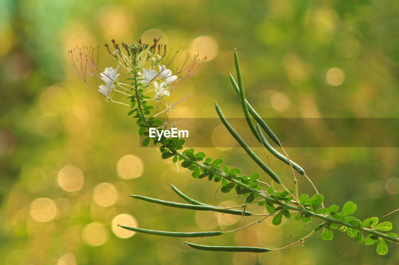 Close-up of flowering plant