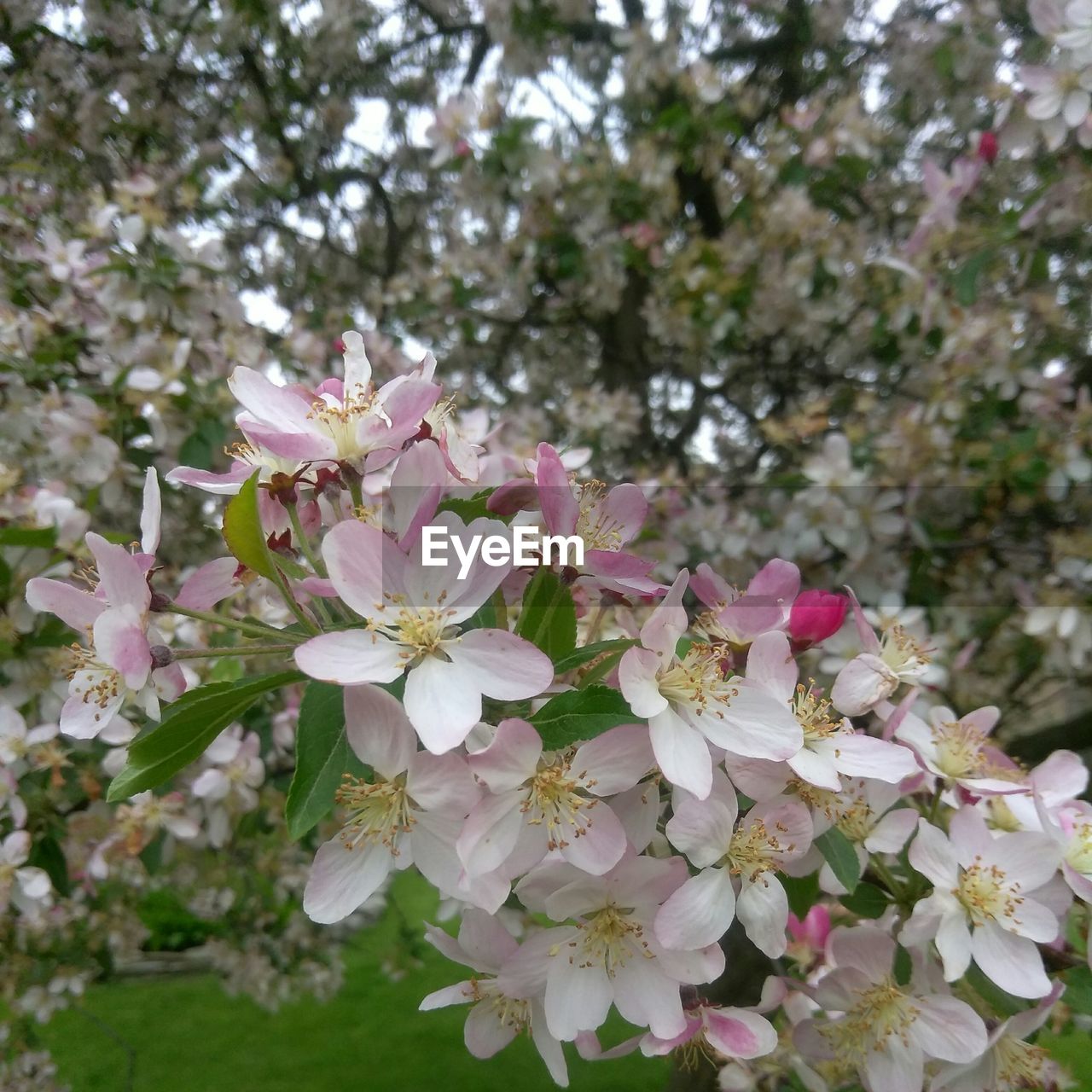 CLOSE-UP OF BLOOMING TREE