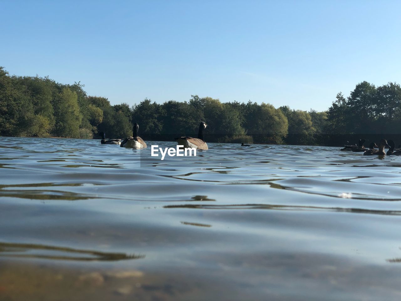 BIRDS SWIMMING IN LAKE