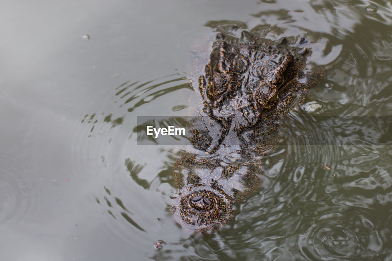 A head crocodile in the water