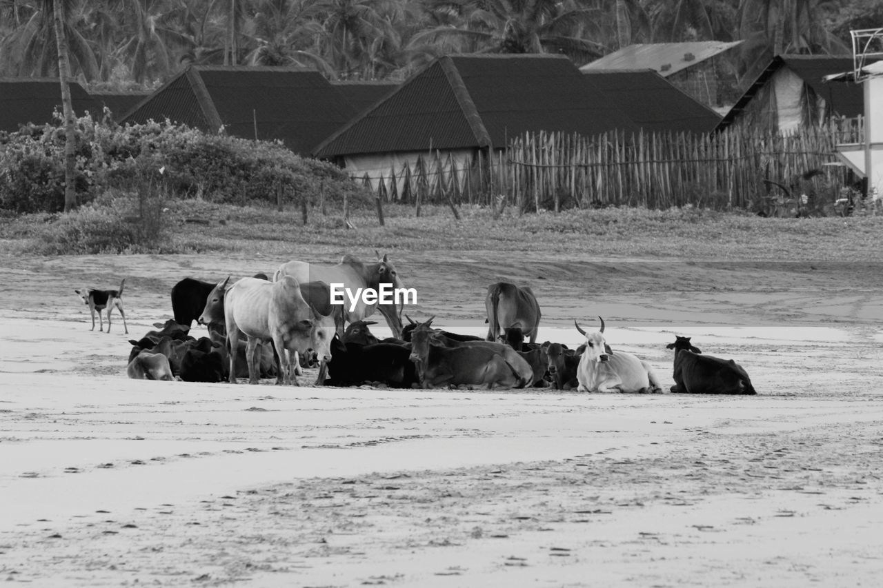 Cows standing in a field