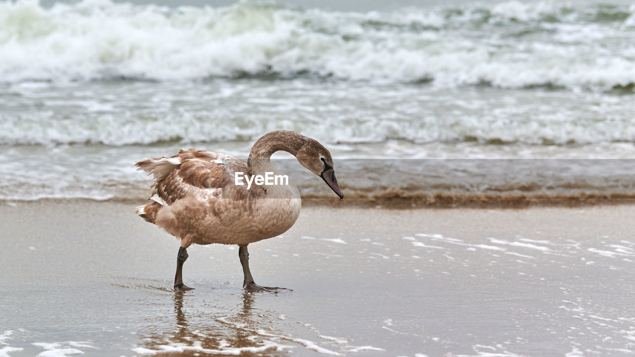 Young brown colored white swan walking by blue waters of sea. mute swan chick with brown feathers