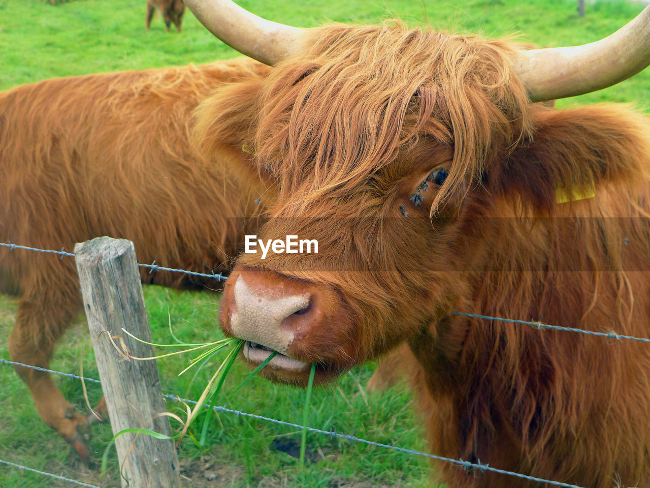 Close-up of cow on field