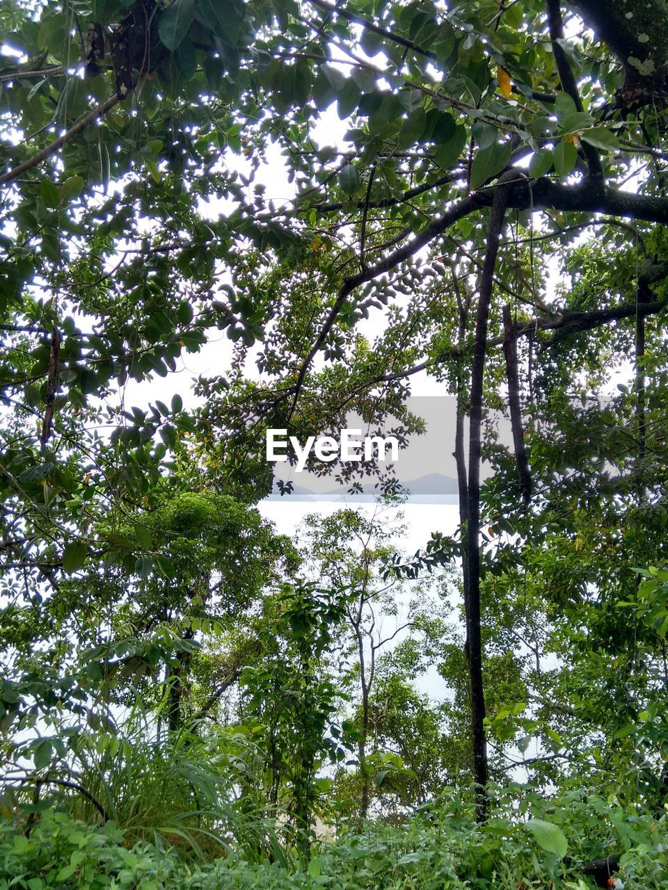 LOW ANGLE VIEW OF TREE BY LAKE AGAINST SKY