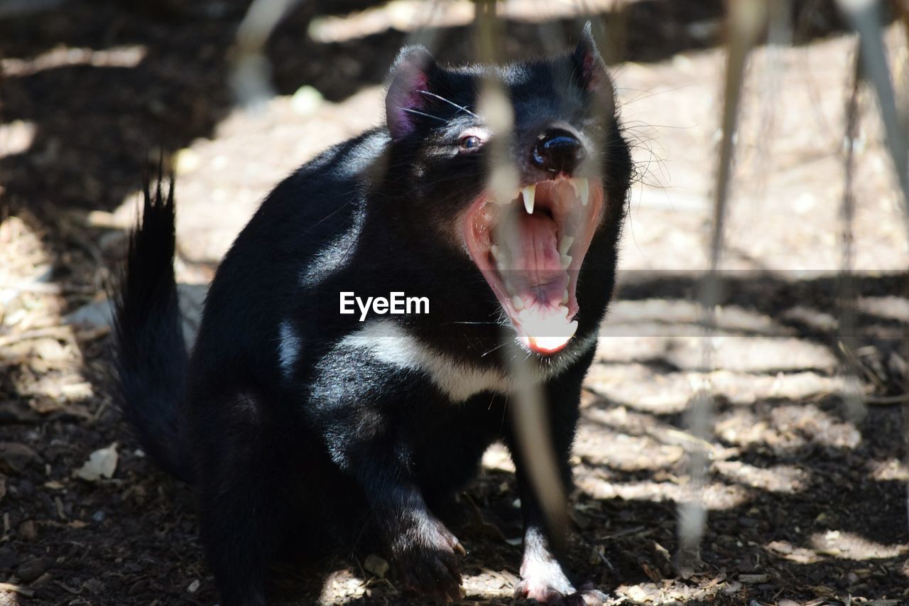 Close-up of aggressive tasmanian devil at zoo