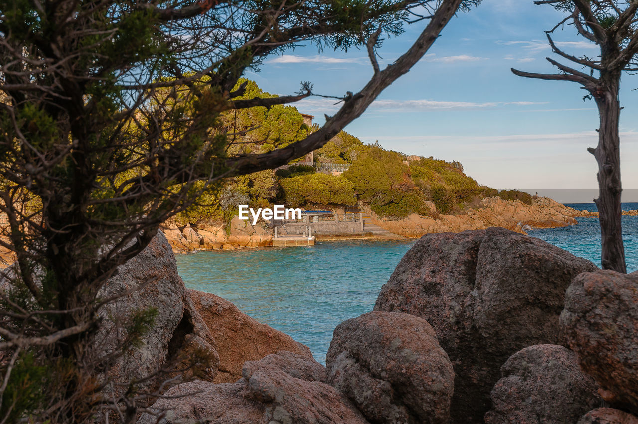 Trees growing on rocks by sea against sky