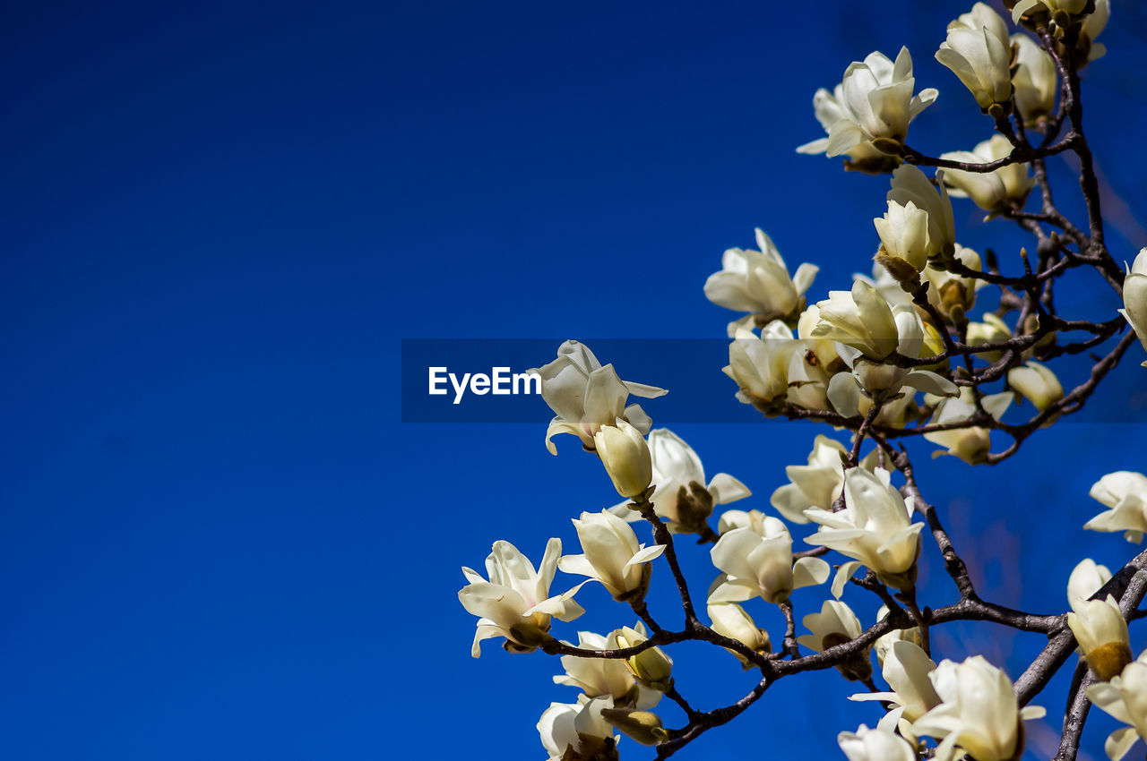 Low angle view of white flowering plant against clear blue sky