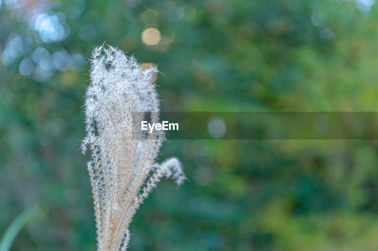 frost, grass, nature, plant, leaf, focus on foreground, close-up, flower, branch, macro photography, no people, beauty in nature, day, growth, green, moisture, outdoors, fragility, tranquility, selective focus, tree, environment, freezing, water, winter, land, dew, cold temperature, plant stem