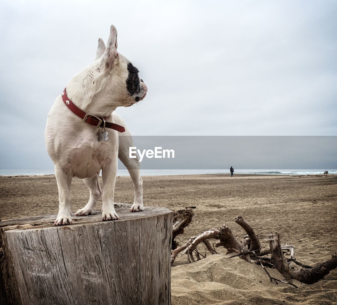 DOG STANDING ON SHORE AGAINST SEA