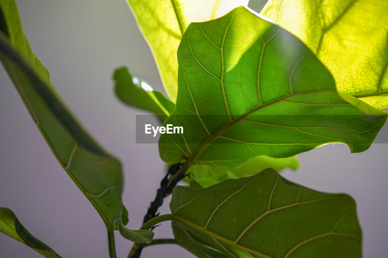 CLOSE-UP OF MAPLE LEAF