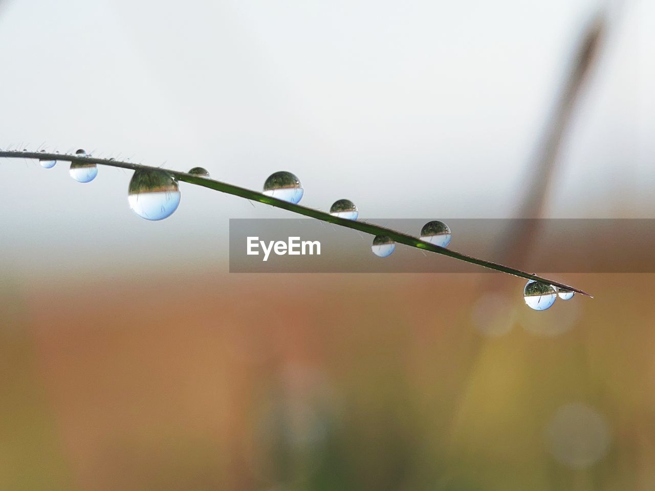 Close-up of water drops on plant