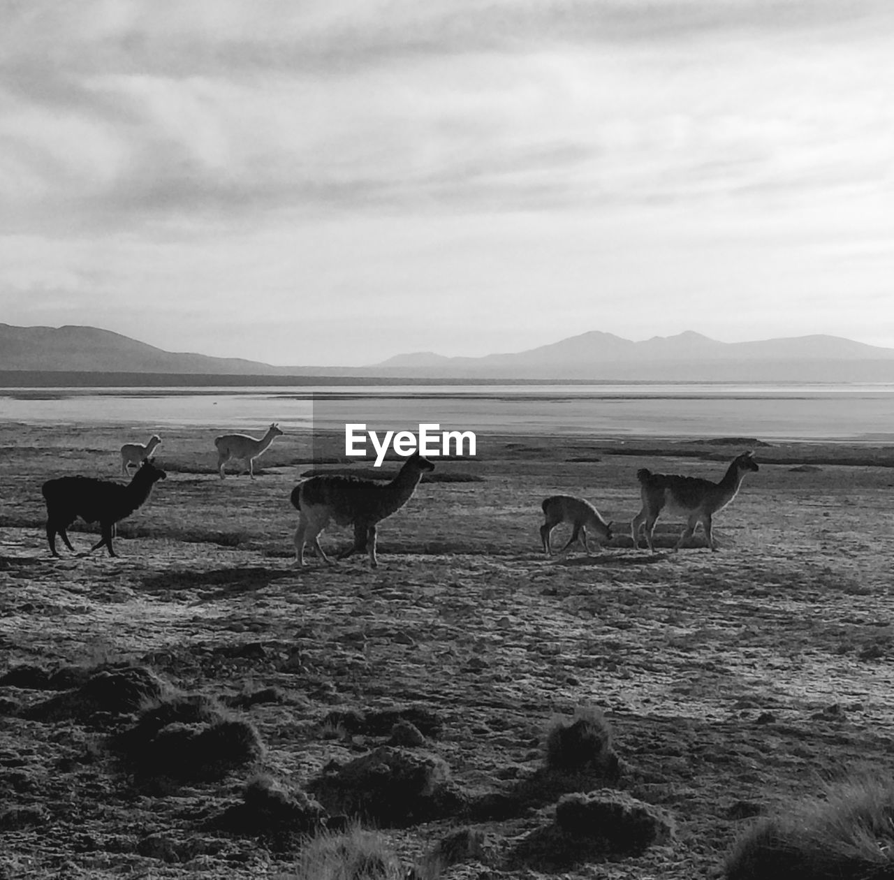 VIEW OF HORSES ON BEACH