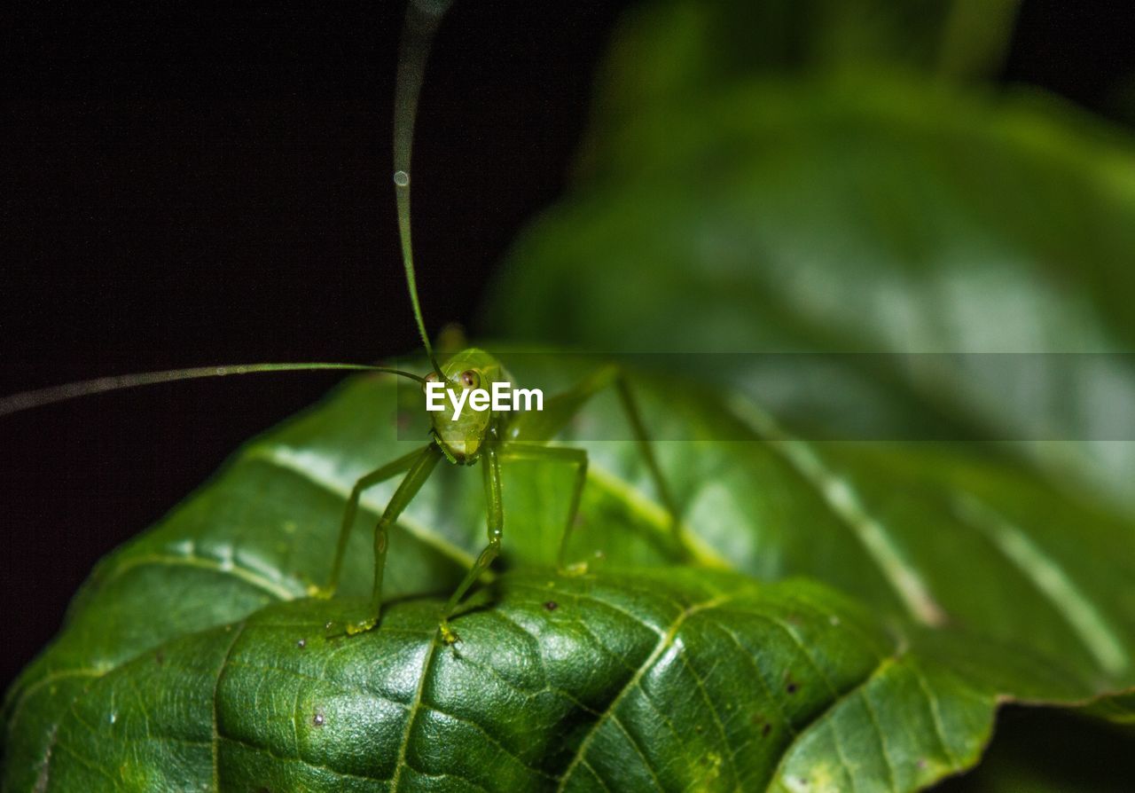 CLOSE-UP OF CATERPILLAR ON PLANT