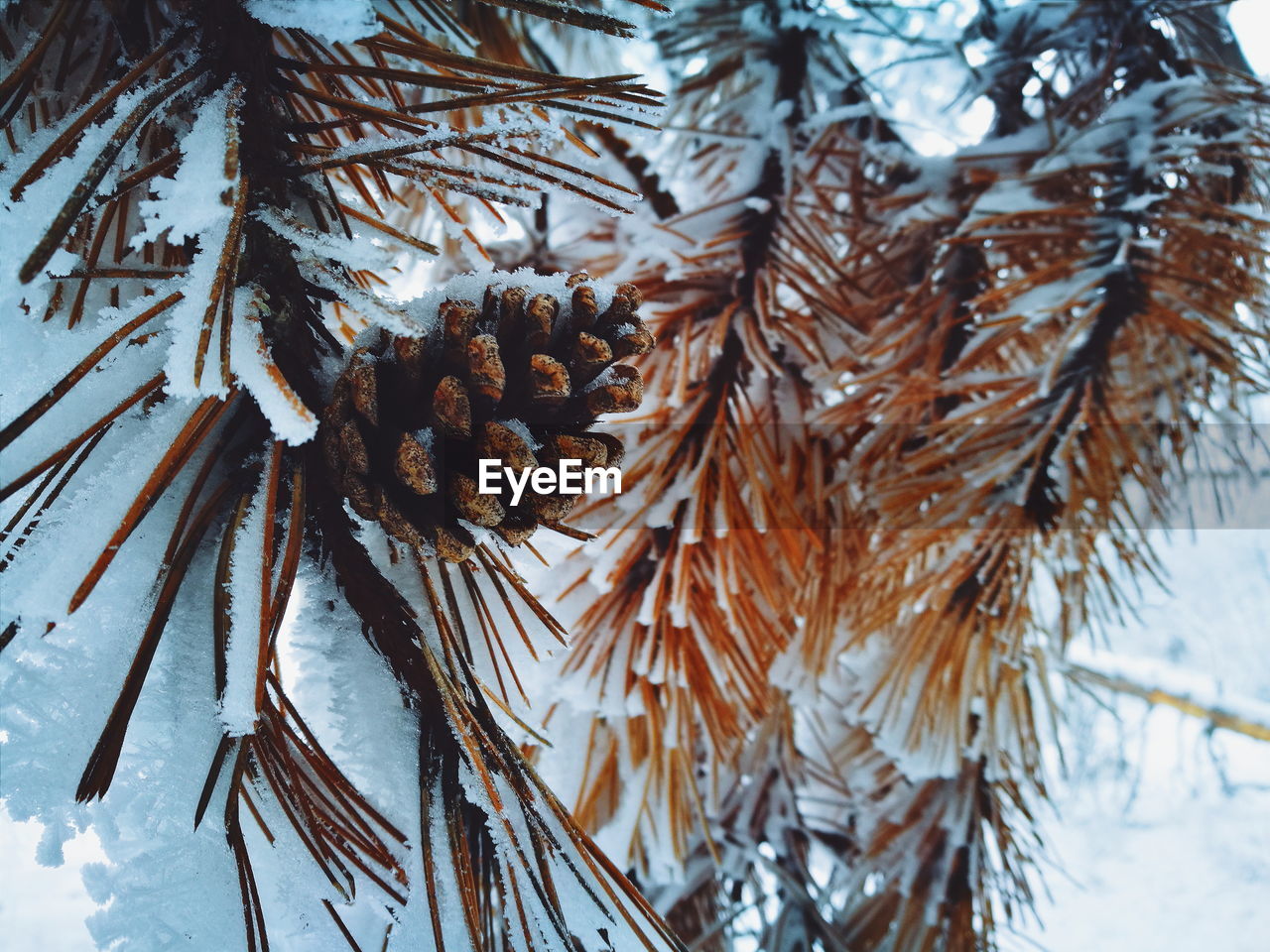 CLOSE-UP OF FROZEN TREE
