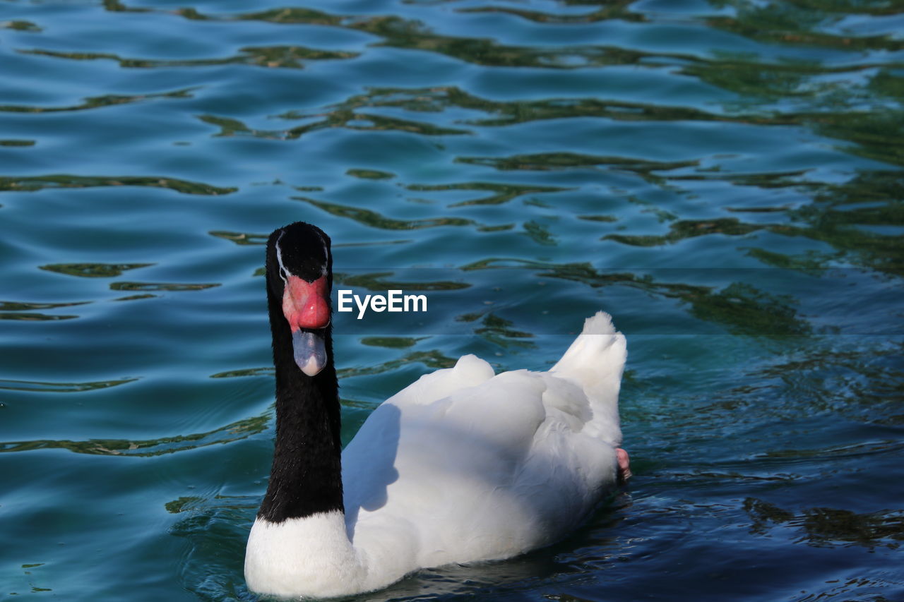 Black necked swan swimming on blue reflecting water. 