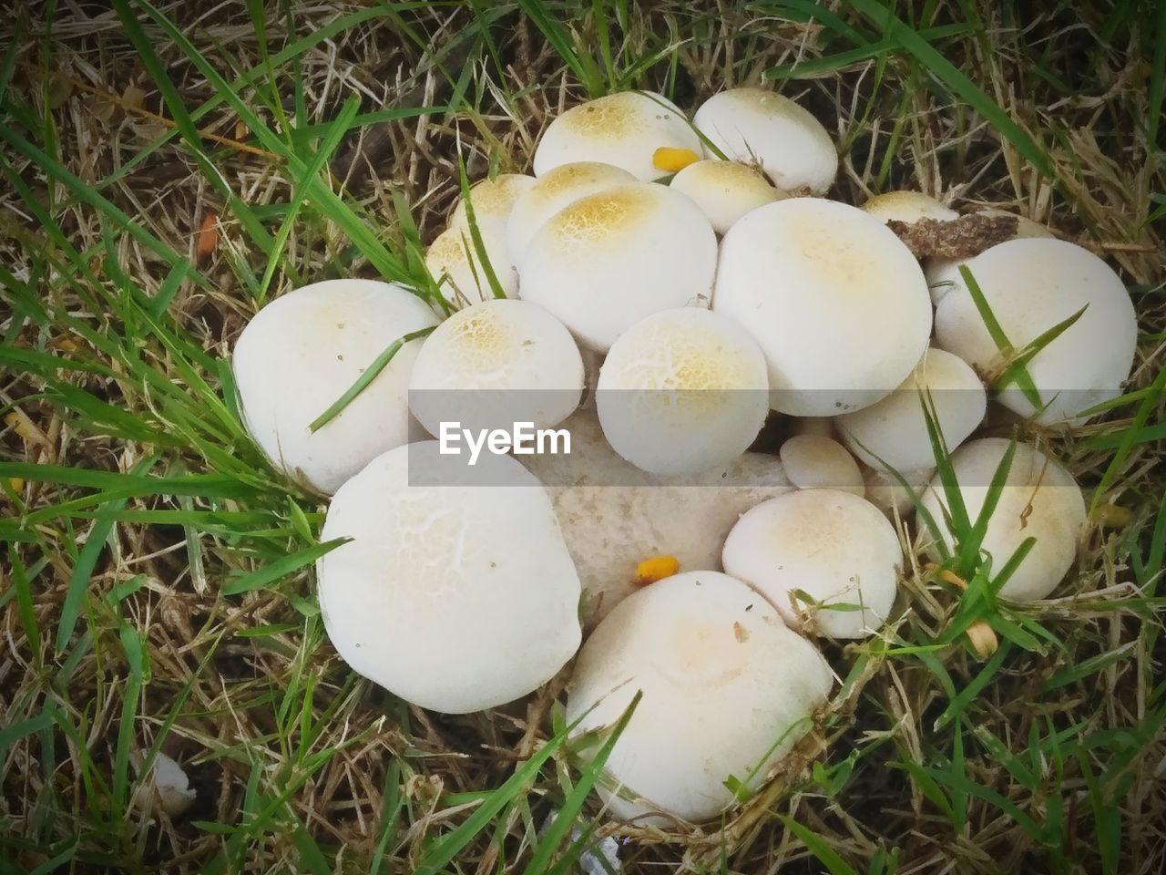 HIGH ANGLE VIEW OF EGGS ON FIELD IN FARM